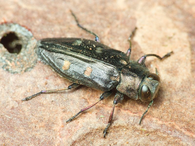 Chrysobothris igniventris Reitter, 1895
